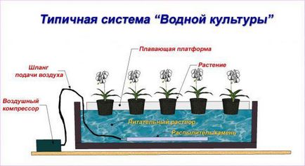 Вирощування зелені на гідропоніці в домашніх умовах, цибулю і зелень на грубоксе