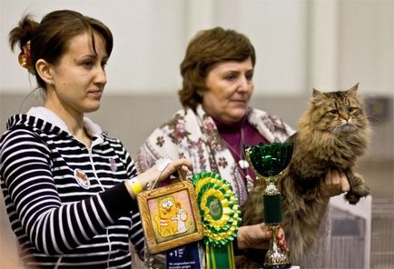 Expoziție de pisici miracol siberian-2011, fotografii cognitive și interesante poze amuzante