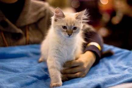 Виставка кішок сибірське диво-2011, пізнавальні та цікаві фотографії прикольні картинки