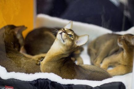 Cat megjelenítése szibériai csoda 2011, informatív és érdekes képek vicces képek