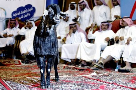Expoziție de frumusețe de capră în aerul riyad, Arabia Saudită (revista online etoday)