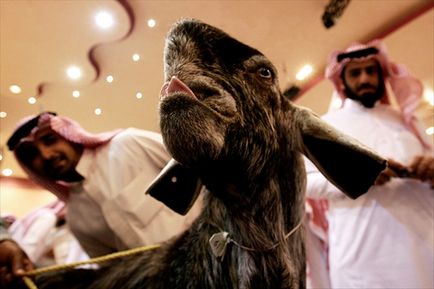 Expoziție de frumusețe de capră în aerul riyad, Arabia Saudită (revista online etoday)