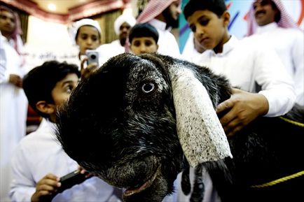 Виставка козячої краси в Ер-Ріяді, саудівської аравії (інтернет-журнал etoday)