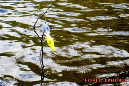 Вплив рівня води і клювання риби