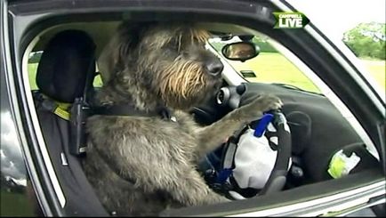 În Noua Zeelandă câinii au fost învățați să conducă o mașină
