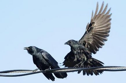 Crow câți ani trăiește această pasăre