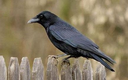 Raven sok éve él ez a madár