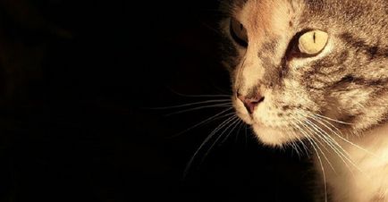 Vissza a tékozló Cat - zöld esernyő () Vissza a tékozló Cat - zöld esernyő