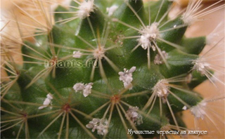 Шкідники кактусів фото, симптоми, як позбутися від шкідників