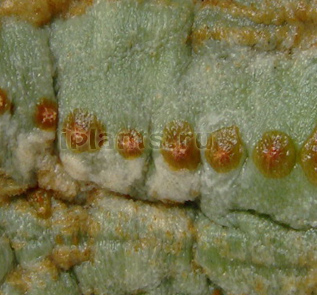 Шкідники кактусів фото, симптоми, як позбутися від шкідників