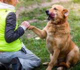 Adulți câini, găsiți câinele dvs. un fișier de cărți de prieteni pierduți