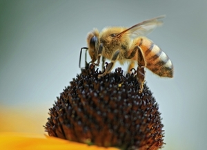 Caracteristici pe care fiecare rasă sau varietate de albine, comune în Rusia, posedă
