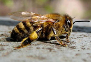 Характеристики, якими володіє кожна порода або різновид бджіл, поширених вУкаіни