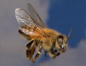 Caracteristici pe care fiecare rasă sau varietate de albine, comune în Rusia, posedă