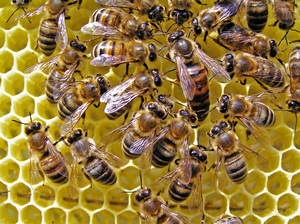 Характеристики, якими володіє кожна порода або різновид бджіл, поширених вУкаіни