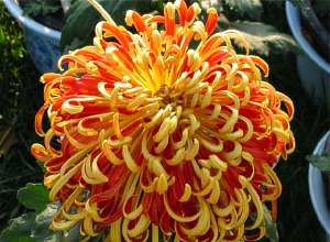 Crizantema Bush - soiuri, cultivare, îngrijire, video