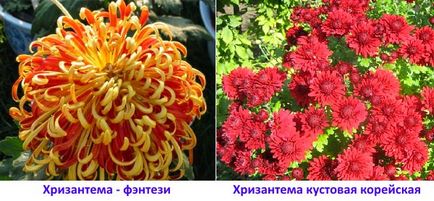 Crizantema Bush - soiuri, cultivare, îngrijire, video