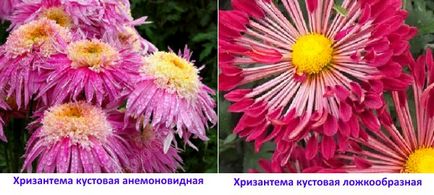 Хризантема кущова - сорти, вирощування, догляд, відео
