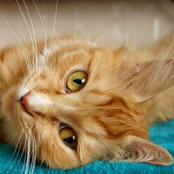 Хронічний запор у кішки, профілактика - все про котів і кішок з любов'ю