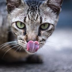 Constipație cronică într-o pisică, prevenire - totul despre pisici și pisici cu dragoste