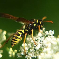 Хронічний запор у кішки, профілактика - все про котів і кішок з любов'ю