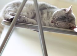 Хронічний запор у кішки, профілактика - все про котів і кішок з любов'ю