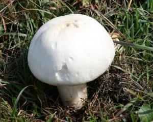 Отруйний гриб бліда поганка, як виглядає, отруєння, двійники