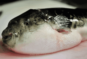 Mâncare japoneză de pește fugu otrăvitoare, natura misterioasă, lumea invizibilă