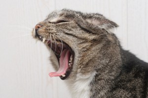 Запах з рота у кота, - корисні поради на замітку