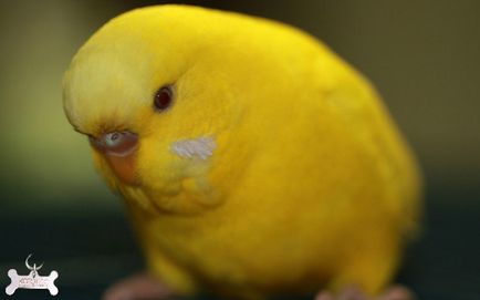Жовтий хвилястий папуга домашнє сонечко