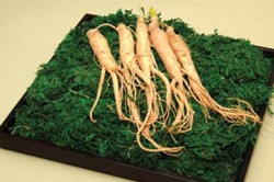 Ginseng hatóképességre receptek, vélemények (ginseng tinktúra befolyásolja a hatásosságot vélemény ismertetése férfiak) Ginseng hatóképességre receptek, vélemények