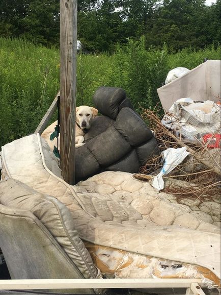 O femeie a mers după un câine vagabond și a găsit o întreagă familie care avea nevoie de ajutor