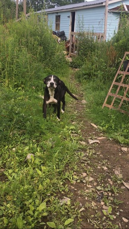 O femeie a mers după un câine vagabond și a găsit o întreagă familie care avea nevoie de ajutor