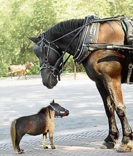 Animale prinse în Cartea Recordurilor Guinness