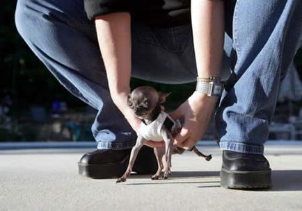 Animale prinse în Cartea Recordurilor Guinness