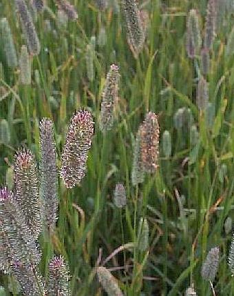 Cereale planta timothy iarba (lunca) Cereale planta iarba timothy