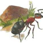 Значення тату мураха значення, фото і ескізи