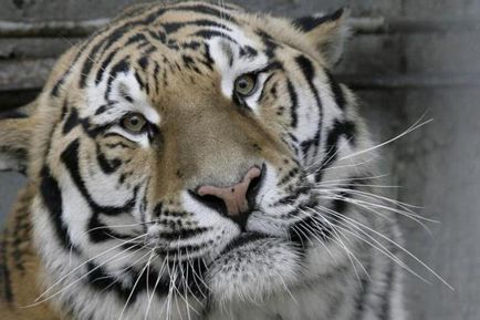 Zoos din Rostov adresa, fotografie, mod de operare