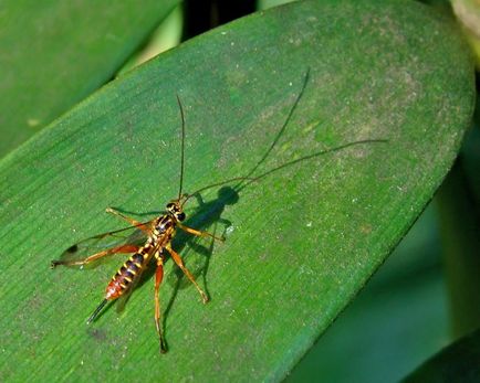 10 ucigași-sadici din lumea naturală