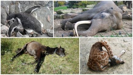 10 Дивних фактів про те, як сплять тварини (11 фото)
