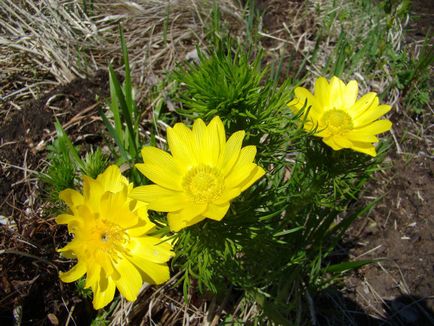 Adonis primăvară - plantare și îngrijire, cultivare și aplicare, fotografie