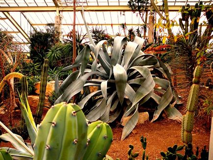 Agave de îngrijire la domiciliu specie reproducere fotografie