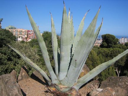 Agave de îngrijire la domiciliu specie reproducere fotografie