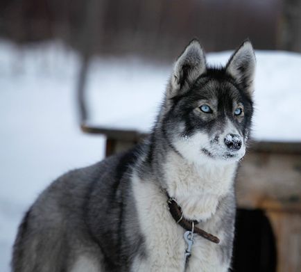 Аляскинский хаскі, сама витривала їздова собака