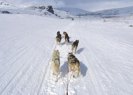 Alaska Husky, câinele cel mai durabil