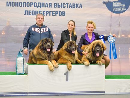 Amicusoptimus - catelus de Leonberger