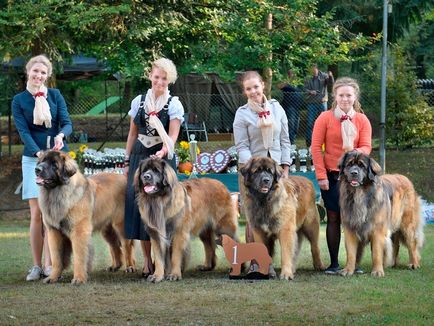 Amicusoptimus - catelus de Leonberger