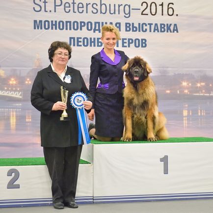 Amicusoptimus - catelus de Leonberger