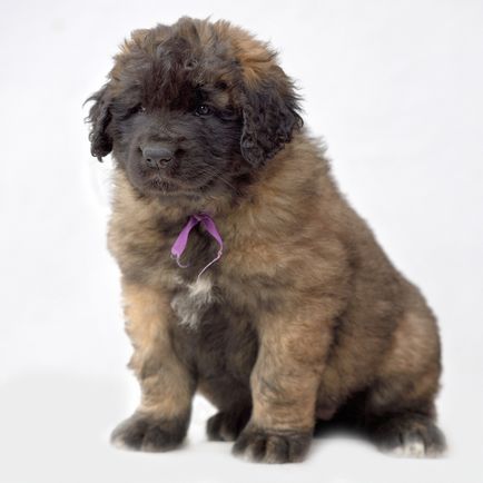 Amicusoptimus - catelus de Leonberger