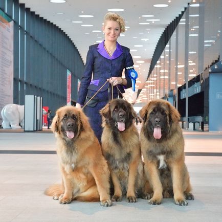 Amicusoptimus - catelus de Leonberger